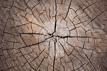 slice of dry wood timber natural background