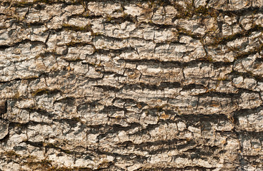 dry driftwood bark texture