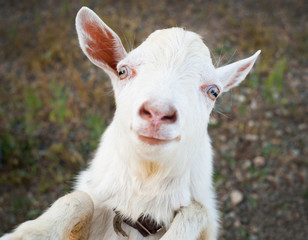 Naklejka na ściany i meble funny rural little goat kid portrait