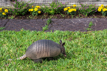 Image of an Armadillo Scrounging Around
