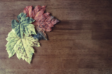 Image of Autumn Leaves Aerial View
