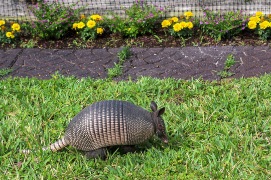 Image of an Armadillo Scrounging Around
