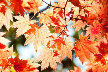 red yellow fall maple leafs illuminated by sun natural backgroun