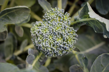 Image of Broccoli Plant Growing
