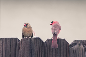 Image of a Cardinal Couple
