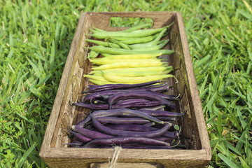 Image of Colorful String Beans
