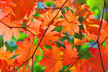 red maple branch in the fall forest