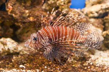 Naklejka na ściany i meble tropical fish red Lionfish - Pterois Volitans