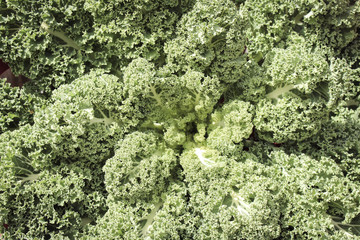Image of Giant Green Kale
