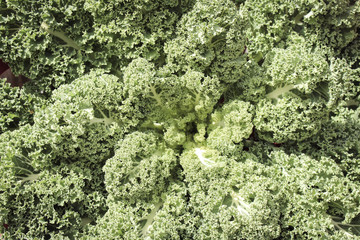 Obraz premium Image of Giant Green Kale 