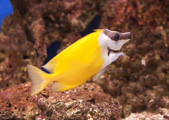 tropical reef fish Foxface Lo tabbitfish, Siganus vulpinus