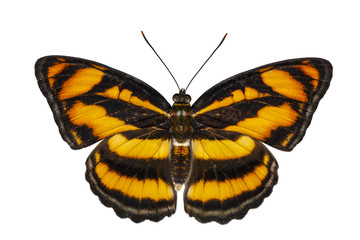 Isolated top view of colour segeant butterfly ( Athyma nefte ) o