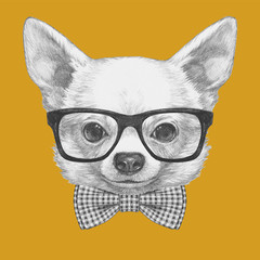 Portrait of Chihuahua with glasses and bow tie. Hand drawn illustration.