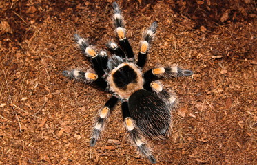 huge exotic live tarantula