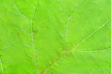 structure of green leave natural background