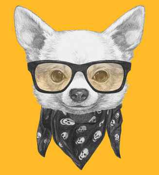 Portrait of Chihuahua with glasses and scarf. Hand drawn illustration.