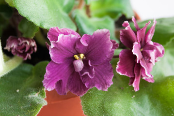 African violets in a home setting