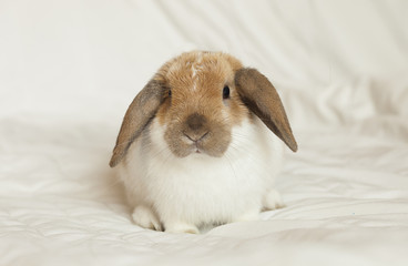 Cute Rabbit 2016