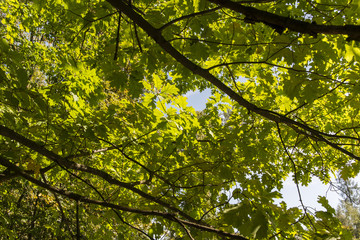 Fototapeta na wymiar Green oak leaves illuminated by the sun.
