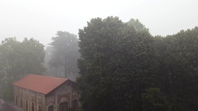 4k heavy rain, strong wind shakes the branches of trees