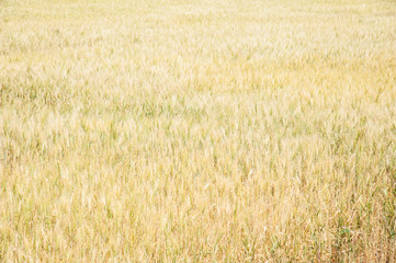 Fototapeta premium Wheat field