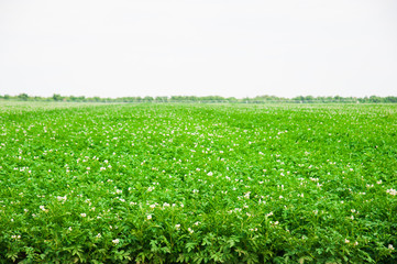 Fototapeta na wymiar Potato plants field