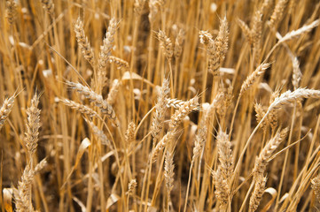 Wheat field