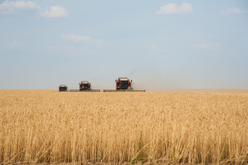 Fototapeta premium Combine harvesters in a field of wheat