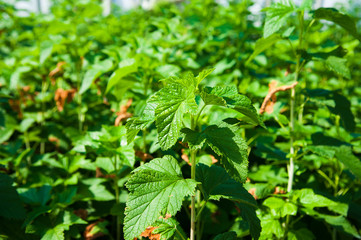Bushes of red and black currant