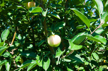 Apple tree in an orchard