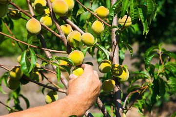 Peach tree in the garden