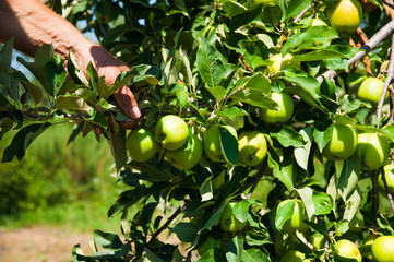 Apple tree in an orchard