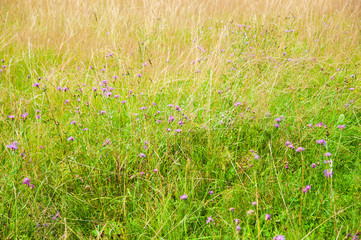 Summer meadow with wildflowers
