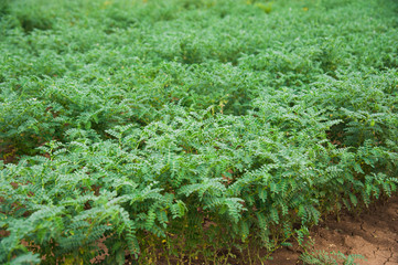 Chickpea crop field