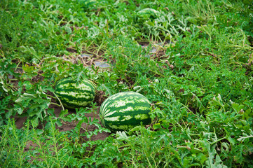 Watermelon on the field