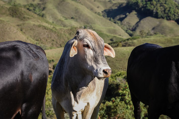 Obraz premium Cattle