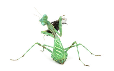 praying mantis  eating a fly isolated on white
