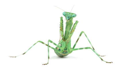 Female praying mantis, isolated on white