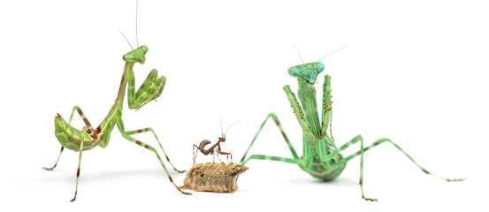 Male, female, ootheca and young praying mantis isolated on white