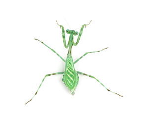 Female praying mantis, isolated on white