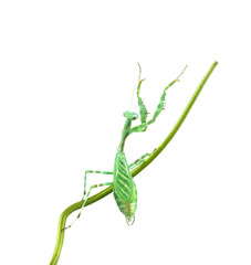 Praying Mantis - Miomantis binotata, on a blade of grass