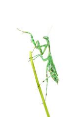 Praying Mantis - Miomantis binotata, on a blade of grass
