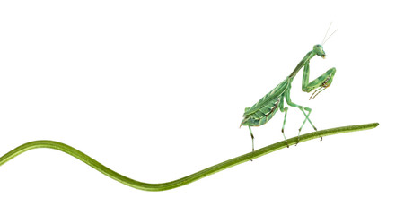 Praying Mantis - Miomantis binotata, on a blade of grass