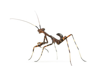 Young praying Mantis -  Miomantis binotata, isolated on white