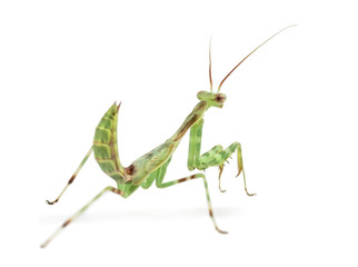 Male African Pinstripe Mantis - Miomantis binotata