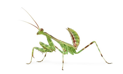 Male African Pinstripe Mantis - Miomantis binotata