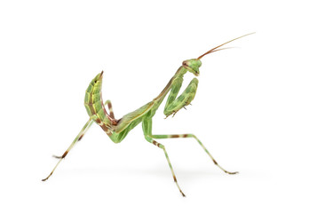 Male African Pinstripe Mantis - Miomantis binotata
