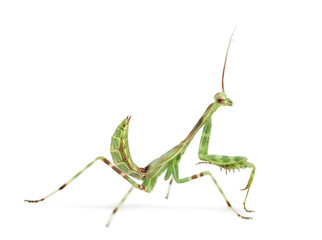 Male African Pinstripe Mantis - Miomantis binotata