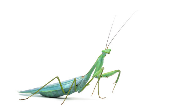 Male praying mantis - Macromantis ovalifolia, isolated on white