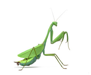Male praying mantis - Macromantis ovalifolia, isolated on white